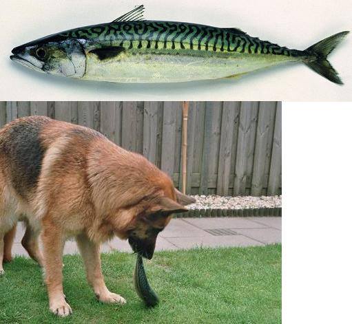 nrv-rauwe-voeding-hond-kattenvoorlichting-kattenherplaatsing