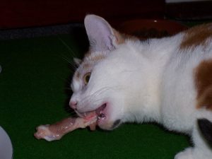 nrv-rauwe-voeding-kat-kattenvoorlichting-kattenherplaatsing