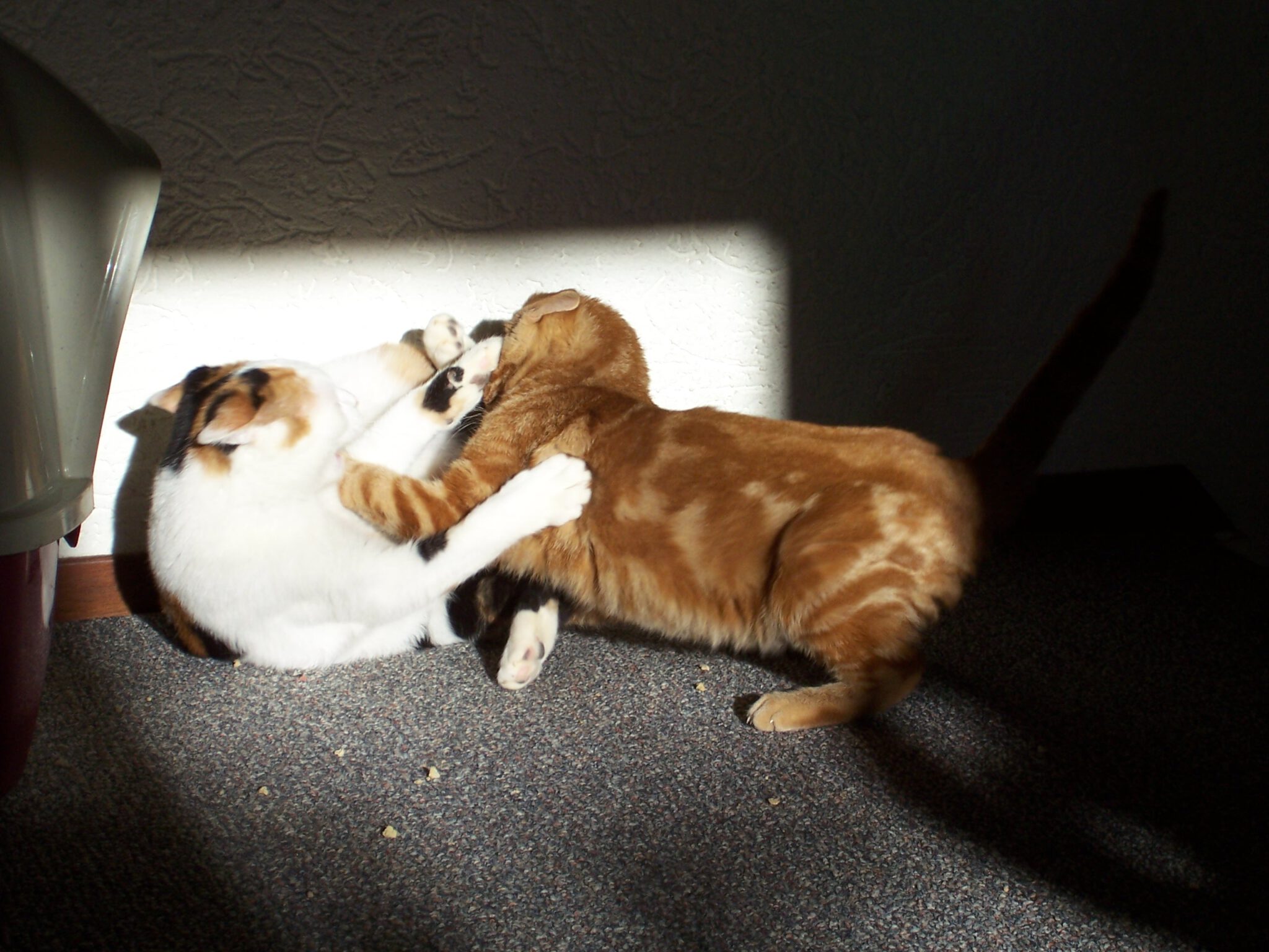 vechtende-jonge-katten-kattenherplaatsing-voorlichting