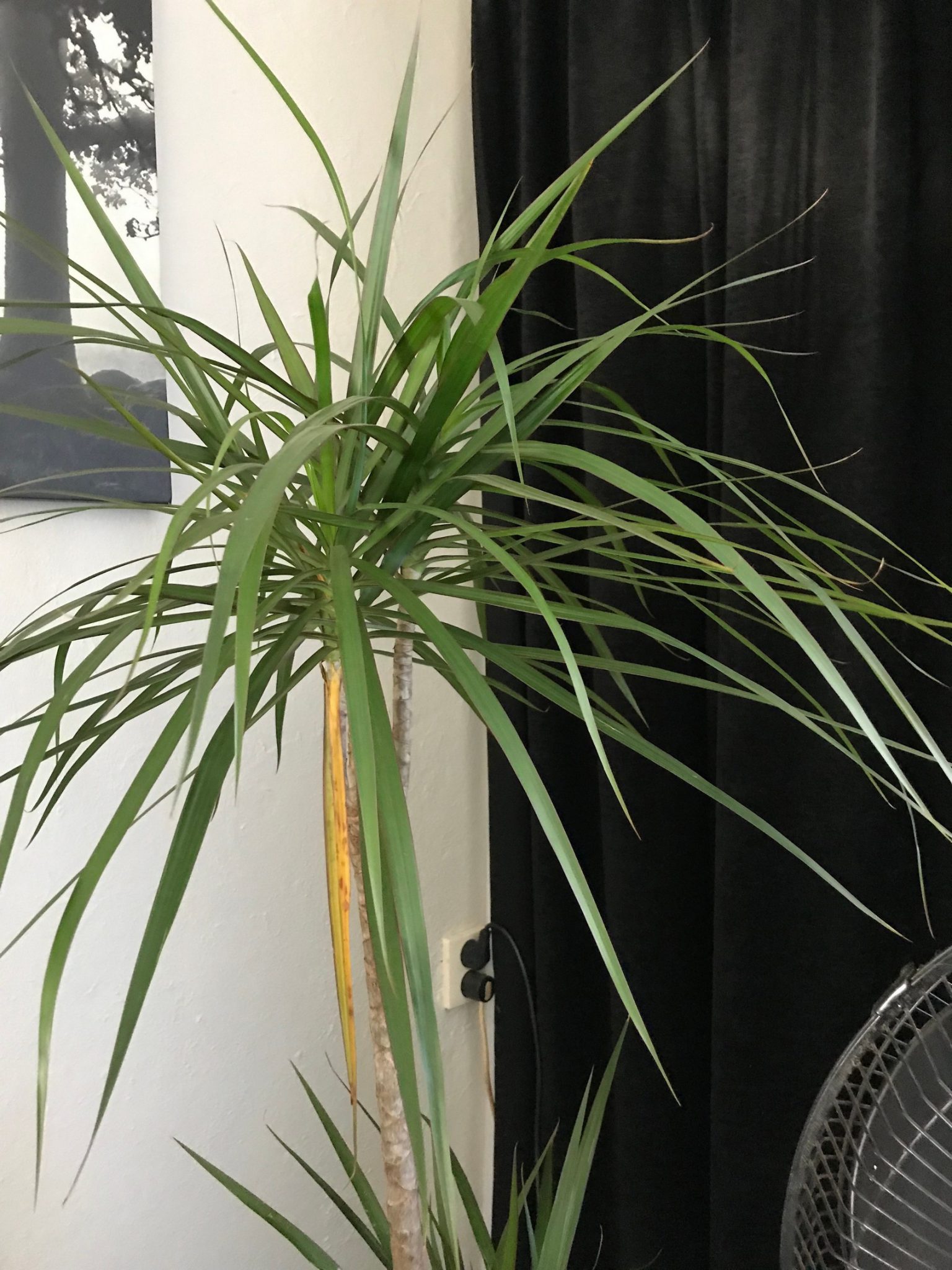 Opgepast voor de Dracaena! - Kattenvoorlichting - giftige planten katten