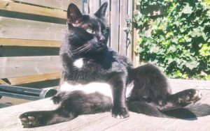 bazooka-kruising-heilige-birmaan-kattenherplaatsing2