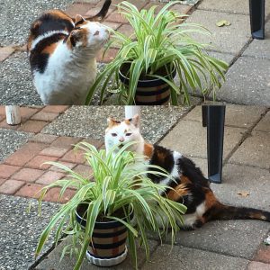 chlorophytum-kat-eetbare-plant-kattenvoorlichting-deskundig-advies