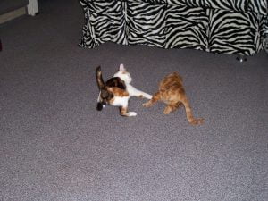 kattenherplaatsing-kattenvoorlichting-kat-kitten-kittens-spelen-vechten