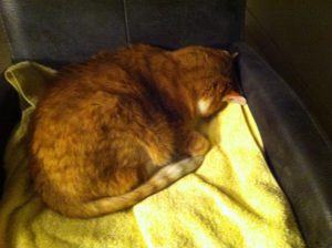 kop-tegen-de-muur-jip-op-gezicht-slapen-kat (1)