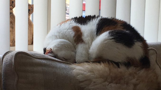 muziek-voor-katten-kattenmuziek-kattenvoorlichting