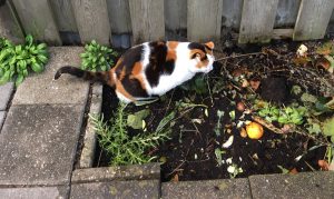 chloe-plassen-compostkuil-kattenvoorlichting-poes-plast-sproeien