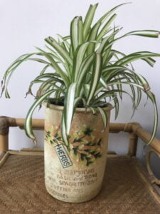 chlorophytum-snuffelblad-intratuin-konijn-kat-eetbare-plant