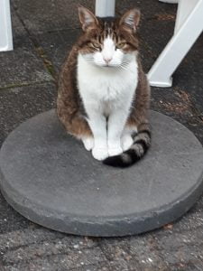 kitty-nijmegen-poes-thuis-gezocht-kattenherplaatsing2