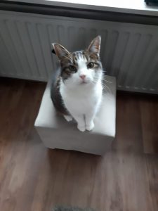 kitty-nijmegen-poes-thuis-gezocht-kattenherplaatsing3