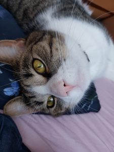 noxy-kattenherplaatsing-kat-foto2