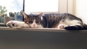 noxy-kattenherplaatsing-kat-herplaatsing-thuis-gezocht