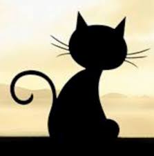 stichting-beertje-opvang-oude-zieke-katten-kattenvoorlichting-kattenherplaatsing