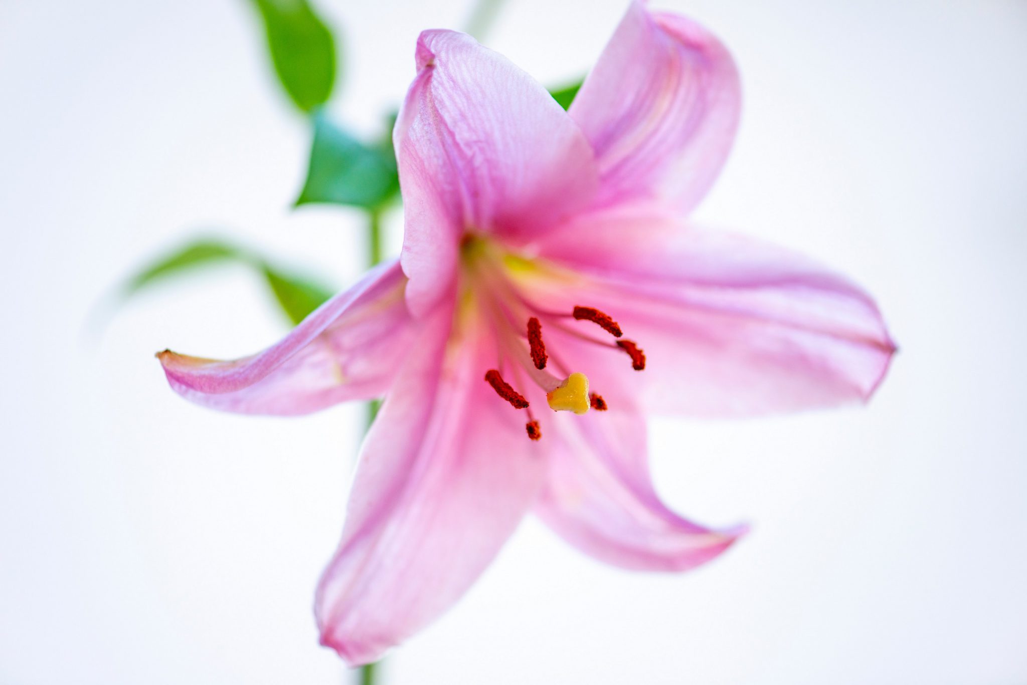 bloom-blossom-close-up-2375010-lelie-fotograaf-frans-van-heerden