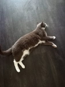 herplaatsing-kater-luc