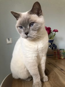 joep-herplaatsing-britse-korthaar-kattenherplaatsing-britse-kortharen-zoeken-een-nieuw-thuis