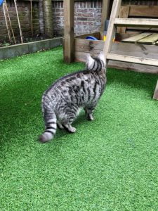 joep-lola-buiten-herplaatsing-britse-kortharen-kattenherplaatsing-britse-kortharen-zoeken-een-nieuw-thuis
