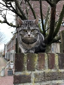 joep-lola-buiten-herplaatsing-britse-kortharen-kattenherplaatsing-britse-kortharen-zoeken-een-nieuw-thuis