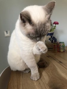 joep-lola-herplaatsing-britse-kortharen-kattenherplaatsing-britse-kortharen-zoeken-een-nieuw-thuis