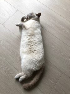 joep-lola-herplaatsing-britse-kortharen-kattenherplaatsing-britse-kortharen-zoeken-een-nieuw-thuis