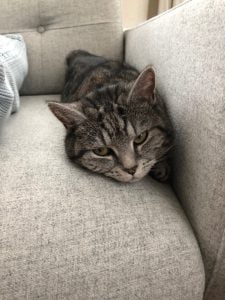 joep-lola-herplaatsing-britse-kortharen-kattenherplaatsing-britse-kortharen-zoeken-een-nieuw-thuis