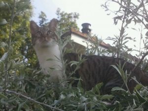 juli2012-perenboom-muppet-kattenherplaatsing