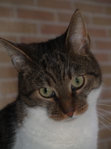 muppet-herplaatsing-kat-kattenherplaatsing