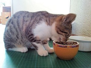 muppet-herplaatsing-kat-kattenherplaatsing