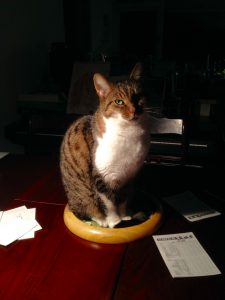 muppet-herplaatsing-kat-kattenherplaatsing (9)