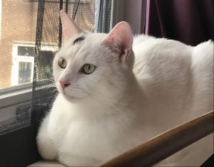 spike-herplaatsing-witte-kat-kattenherplaatsing-hoe-gaat-het-verder-na-de-kennismaking