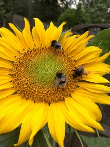 giftige-zonnebloem-katten-kattenvoorlichting (2)