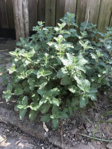 kattenkruid-veilige-plant-katten-kattenvoorlichting