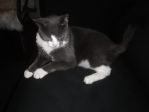 luc-kattenherplaatsing-kater-blauw-wit