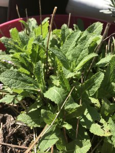 salvia-veilige-plant-katten-kattenvoorlichting