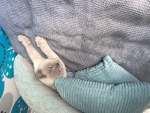 joep-lola-nieuwe-huis-brits-britse-kortharen-kattenherplaatsing