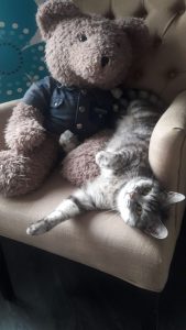 joep-lola-nieuwe-huis-brits-britse-kortharen-kattenherplaatsing