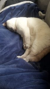 joep-lola-nieuwe-huis-brits-britse-kortharen-kattenherplaatsing