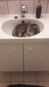 joep-lola-nieuwe-huis-brits-britse-kortharen-kattenherplaatsing