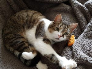 milo-en-siep-zoeken-samen-een-thuis