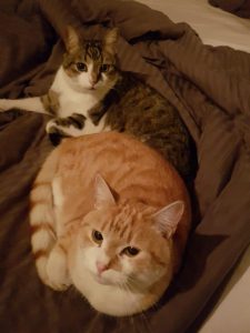 milo-en-siep-zoeken-samen-een-thuis