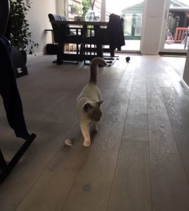 update-joep-lola-nieuwe-thuis-kattenherplaatsing2