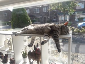 update-joep-lola-nieuwe-thuis-kattenherplaatsing3