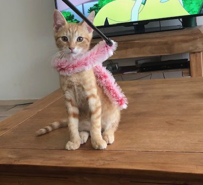 kitten-gino-amsterdam-kattenherplaatsing-kittenherplaatsing (6)