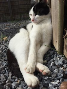 mika-kattenherplaatsing-herplaatsing-kat-baasje-gezocht