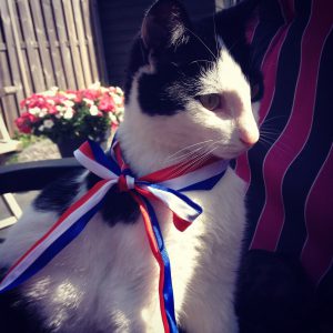 mika-kattenherplaatsing-herplaatsing-kat-thuis-gezocht