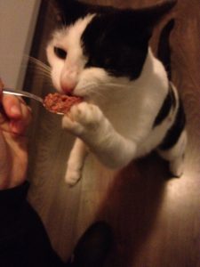 mika-kattenherplaatsing-herplaatsing-kat-thuis-gezocht2