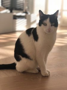 mika-kattenherplaatsing-herplaatsing-kat-thuis-gezocht4