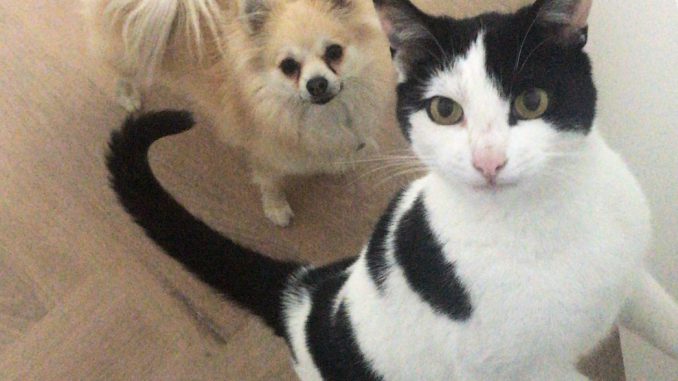 mika-kattenherplaatsing-herplaatsing-kat-thuis-gezocht5