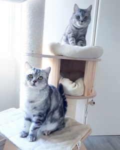 pablo-pasa-whiskas-katjes-brits-kortharen-kattenherplaatsing (2)