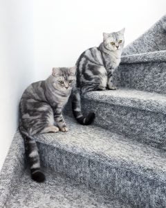 pablo-pasa-whiskas-katjes-brits-kortharen-kattenherplaatsing (2)