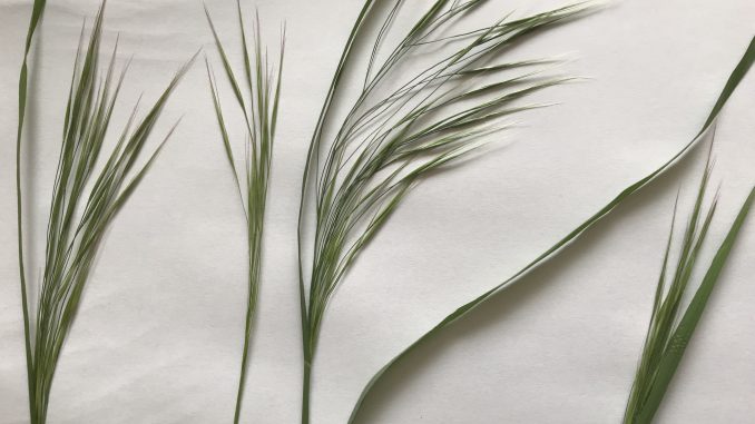 grasaar-grasaren-kattenvoorlichting-gevaren-kat-hond